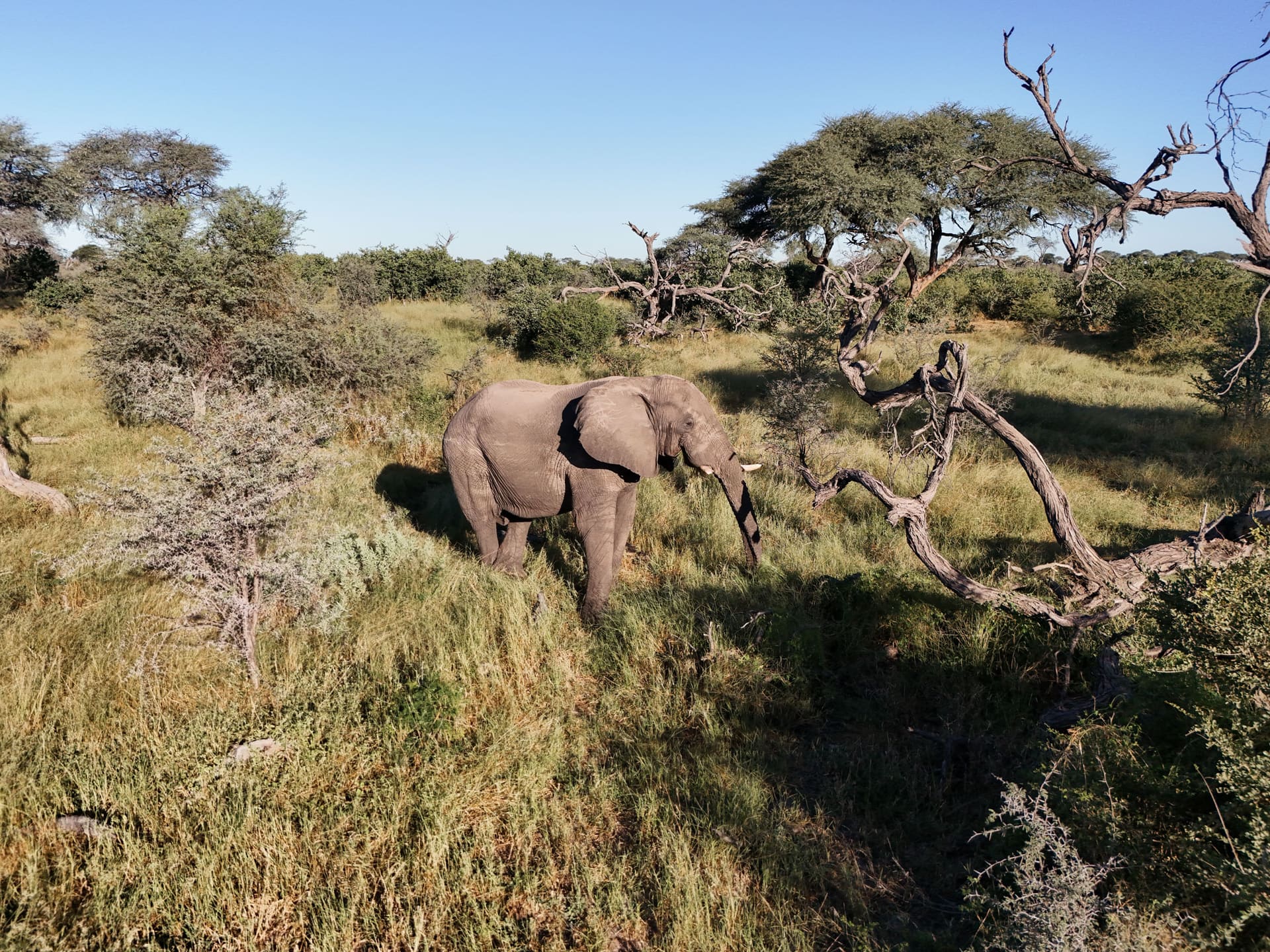 Elephant among acacias in Makgadikgadi
