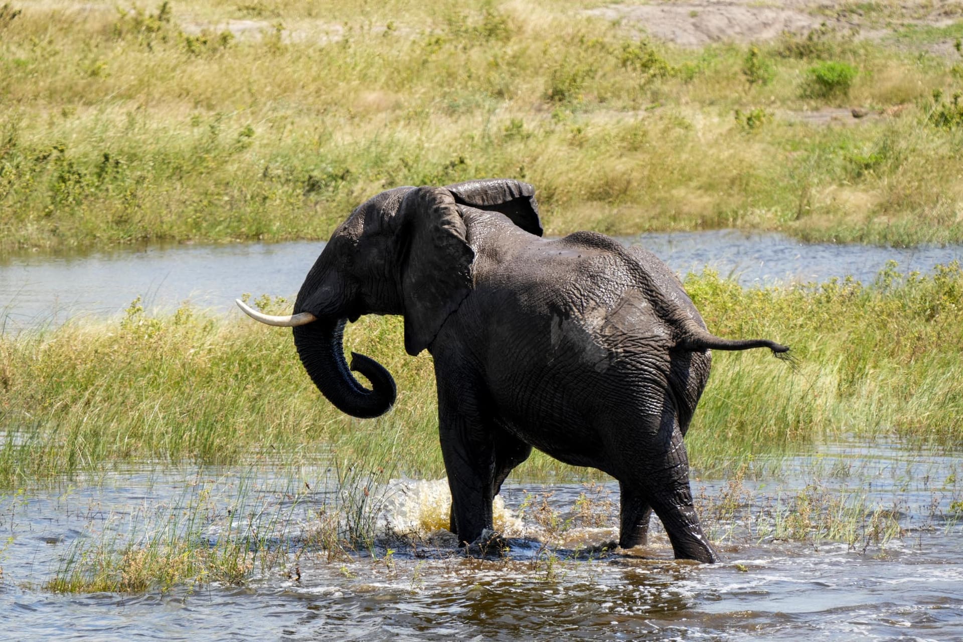 Elephant wading through the Boteti