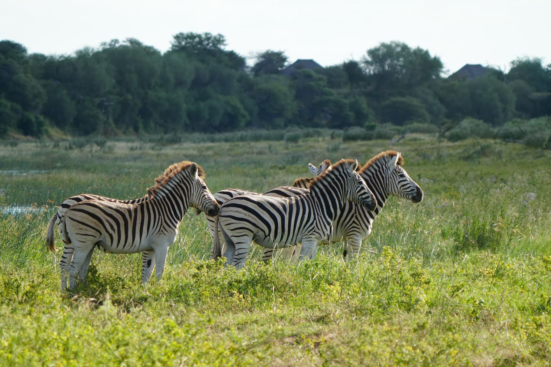Zebra grazing beside the Boteti